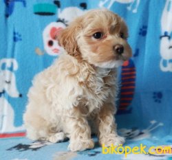 ÜST KALİTE DİZAYN IRK MALTİPOO BEBEKLER 2
