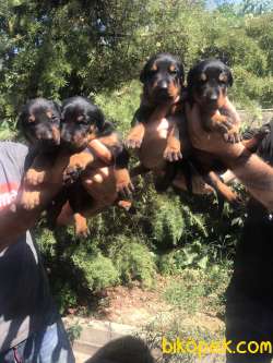 Üst Kalite Doberman Yavrular 2