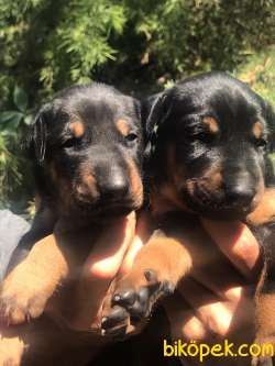 Üst Kalite Doberman Yavrular 1