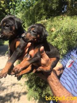 Üst Kalite Doberman Yavrular 3