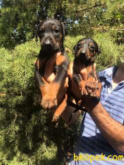 Üst Kalite Doberman Yavrular 4