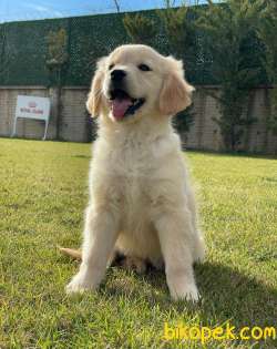 Üst Kalite Golden Yavruları 3