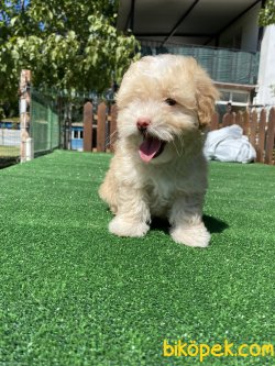 ÜST KALİTE GÜLEN SURAT MALTİPOO YAVRULARIMIZ 2