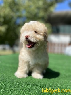 ÜST KALİTE GÜLEN SURAT MALTİPOO YAVRULARIMIZ 3