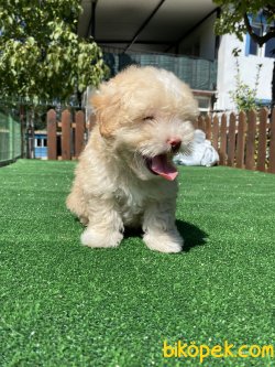 ÜST KALİTE GÜLEN SURAT MALTİPOO YAVRULARIMIZ 4