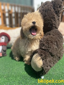 ÜST KALİTE GÜLEN SURAT POODLE BEBEKLERİMİZ 2