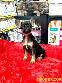 ÜST KALİTE HARİKA ANATOMİ ERKEK FRENCH BULLDOG 3