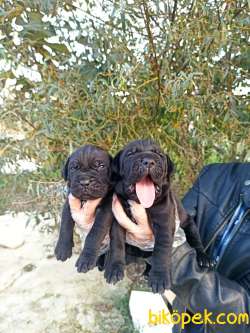 Üst Kalite Irk Garantili Cane Corso Yavrular 4