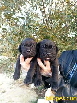 Üst Kalite Irk Garantili Cane Corso Yavrular 2