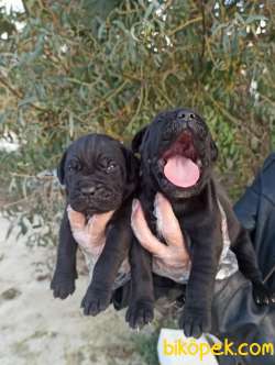 Üst Kalite Irk Ve Sağlık Garantili Cane Corso Yavrular 1