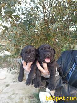 Üst Kalite Irk Ve Sağlık Garantili Cane Corso Yavrular 3