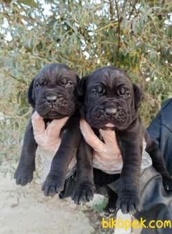 Üst Kalite Irk Ve Sağlık Garantili Cane Corso Yavrular 2