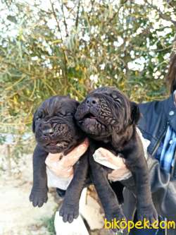 Üst Kalite Irk Ve Sağlık Garantili Cane Corso Yavrular 4