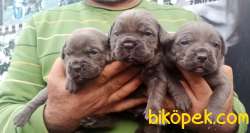 Üst Kalite Irk Ve Sağlık Garantili Cane Corso Yavrular 2