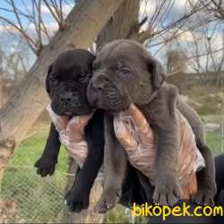 Üst Kalite Irk Ve Sağlık Garantili Cane Corso Yavrular 4
