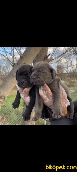 Üst Kalite Irk Ve Sağlık Garantili Cane Corso Yavrular 3