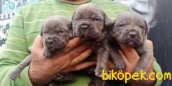 Üst Kalite Irk Ve Sağlık Garantili Cane Corso Yavrular 1