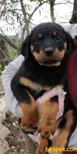Üst Kalite Irk Ve Sağlık Garantili Rottweiler Yavrular 3
