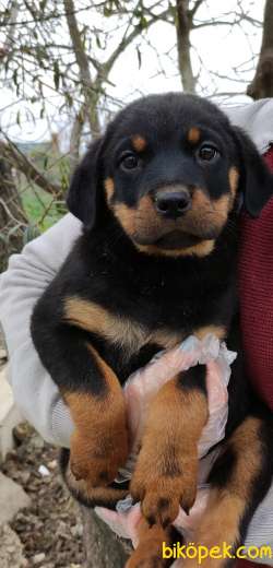 Üst Kalite Irk Ve Sağlık Garantili Rottweiler Yavrular 2