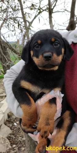Üst Kalite Irk Ve Sağlık Garantili Rottweiler Yavrular 1