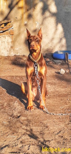 Ust Kalite Kızıl Renk King Doberman Yavrular 5