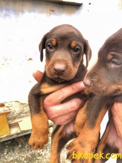 Ust Kalite Kızıl Renk King Doberman Yavrular 2