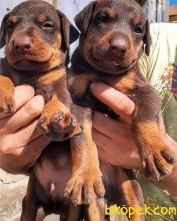 Ust Kalite Kızıl Renk King Doberman Yavrular 3