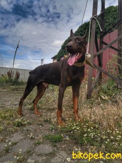 Ust Kalite Kızıl Renk King Doberman Yavrular 4