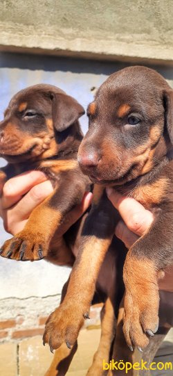 Ust Kalite Kızıl Renk King Doberman Yavrular 1