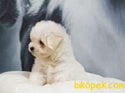 ÜST KALİTE MALTESE TERRIER YAVRULARI 4