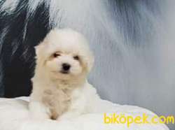 ÜST KALİTE MALTESE TERRIER YAVRULARI 3