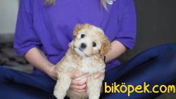 Üst Kalite Maltipoo 3