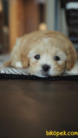 Üst Kalite Maltipoo 2