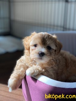 Üst Kalite Maltipoo 1