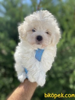 ÜST KALİTE MALTİPOO BEBEĞİMİZ 2