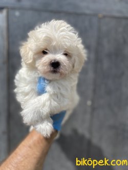ÜST KALİTE MALTİPOO BEBEĞİMİZ 1