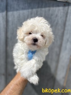 ÜST KALİTE MALTİPOO BEBEĞİMİZ 3