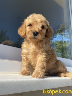 ÜST KALİTE ORJİNAL MALTİPOO YAVRUMUZ 1