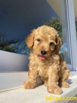 ÜST KALİTE ORJİNAL MALTİPOO YAVRUMUZ 3