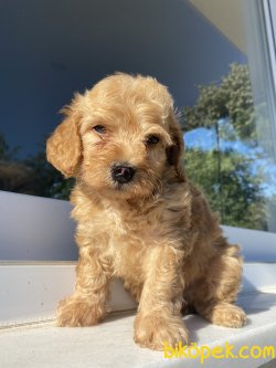 ÜST KALİTE ORJİNAL MALTİPOO YAVRUMUZ 2