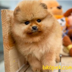 Üst Kalite Orjinal Pomeranian Boo Yavruları 1