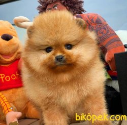 Üst Kalite Orjinal Pomeranian Boo Yavruları 2