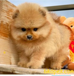 Üst Kalite Orjinal Pomeranian Boo Yavruları 3
