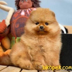 Üst Kalite Orjinal Pomeranian Boo Yavruları 4