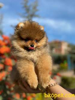 Üst Kalite Pomeranian Boo Ayı Surat Dişi 3
