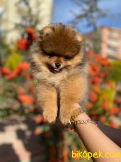 Üst Kalite Pomeranian Boo Ayı Surat Dişi 4