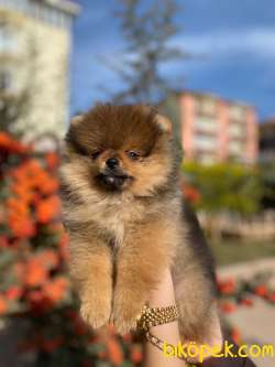 Üst Kalite Pomeranian Boo Ayı Surat Dişi 2