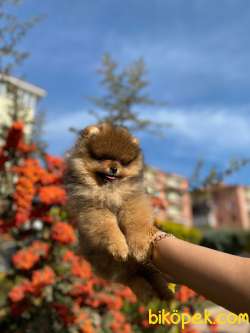 Üst Kalite Pomeranian Boo Ayı Surat Dişi 1
