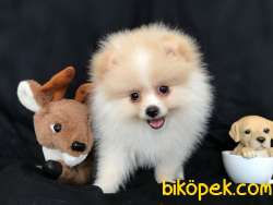Üst Kalite Pomeranian BOO YAVRULARIMIZ 2