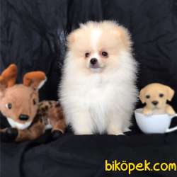 Üst Kalite Pomeranian BOO YAVRULARIMIZ 1